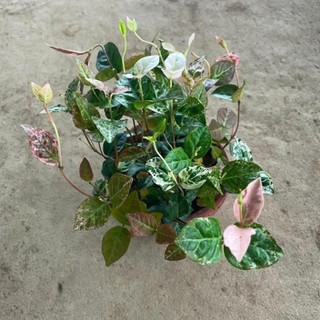 Cây thằn lằn cẩm thạch lá đổi màu 43