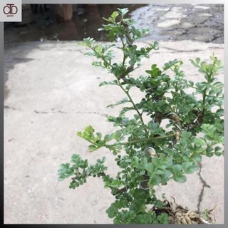 Cây cần thăng cảnh bonsai mini, Cao 25cm tán lá đẹp gốc rễ khỏe mạnh dáng đẹp 43
