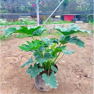 Cây trầu bà Thanh xuân, trầu bà lá xẻ, có chậu cây cao 55cm bụi do dày cực đẹp 43
