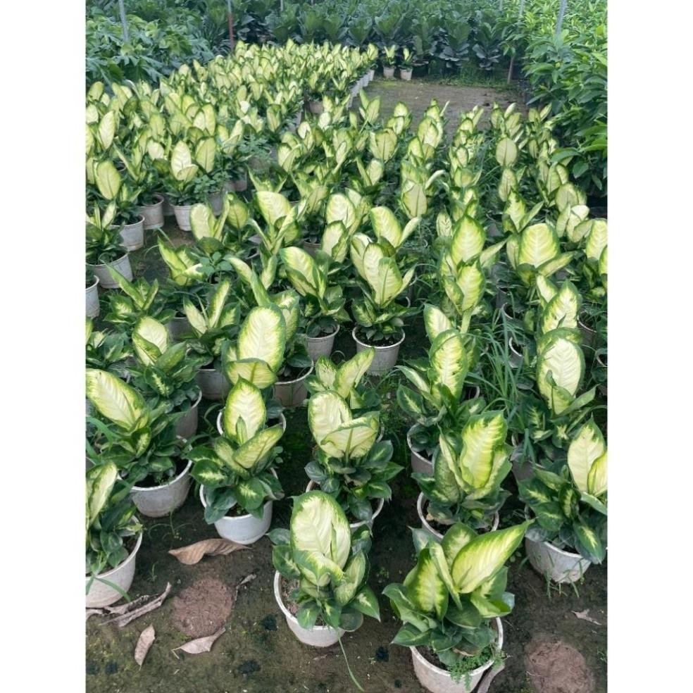 Cây sao sáng size vừa 43
