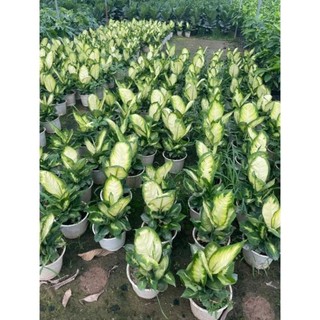 Cây sao sáng size vừa 43
