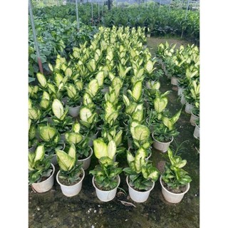 Cây sao sáng size vừa 43
