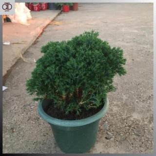 Cây tùng bồng lai cao 15-20cm tán tròn, dễ trồng và chăm sóc 43