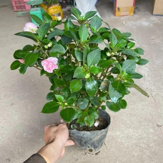 Hoa ngọc thảo kép 42