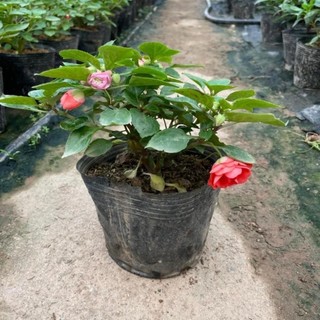 Hoa ngọc thảo kép 42