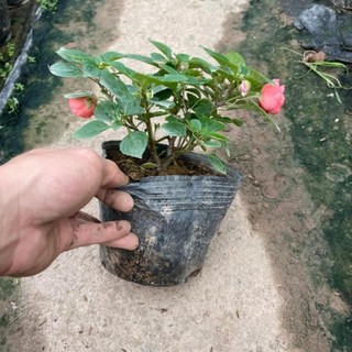 Hoa ngọc thảo kép 42