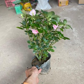 Hoa ngọc thảo kép 42