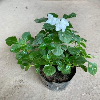 Hoa ngọc thảo kép 42