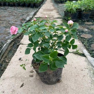 Hoa ngọc thảo kép 42