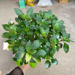 Hoa ngọc thảo kép 42