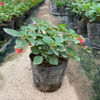 Hoa ngọc thảo kép 42