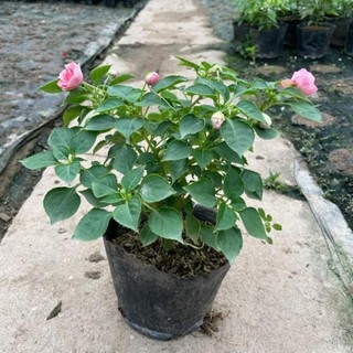 Hoa ngọc thảo kép 42