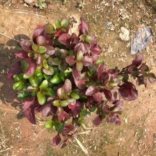 Cây diệu kỷ đỏ cao 15cm nhiều nhánh sum suê lá đỏ 42