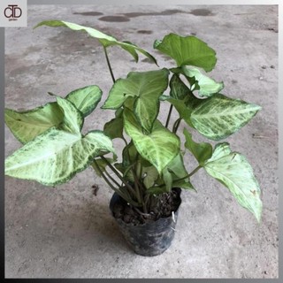 Cây muống nhật cao 25-30cm xanh đẹp 42