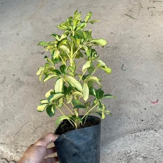 Cây ngũ gia bì cẩm thạch 41