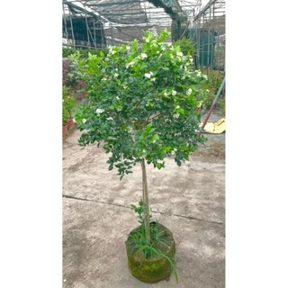 Cây nguyệt quế thân Tree to 41