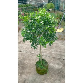 Cây nguyệt quế thân Tree to 41