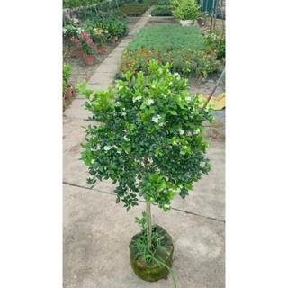 Cây nguyệt quế thân Tree to 41