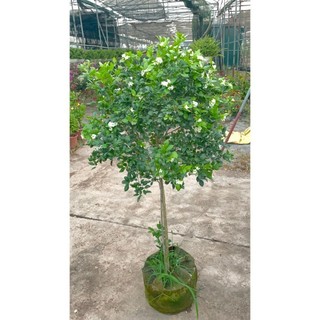 Cây nguyệt quế thân Tree to 41