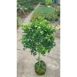 Cây nguyệt quế thân Tree to 41