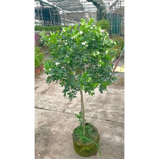 Cây nguyệt quế thân Tree to 41
