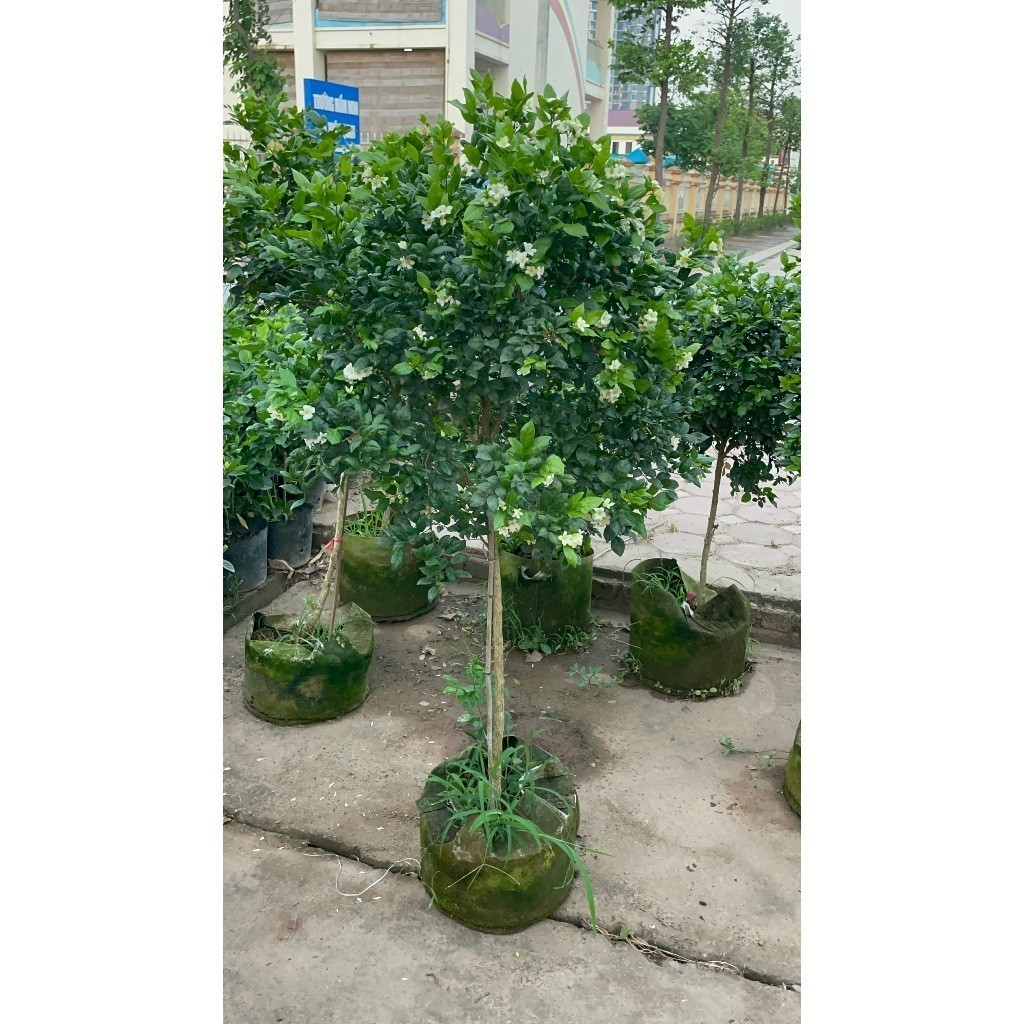 Cây nguyệt quế thân Tree to 41