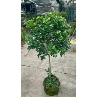Cây nguyệt quế thân Tree to 41