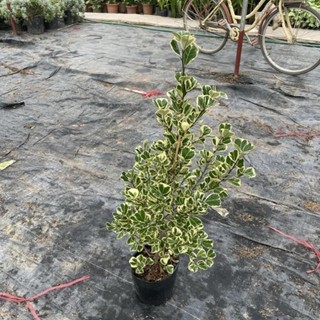 Cây bàng cẩm thạch 41