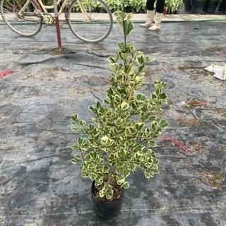 Cây bàng cẩm thạch 41