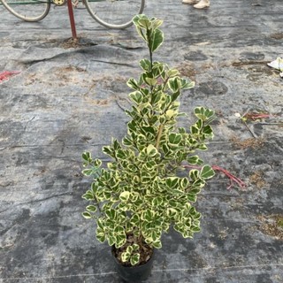 Cây bàng cẩm thạch 41