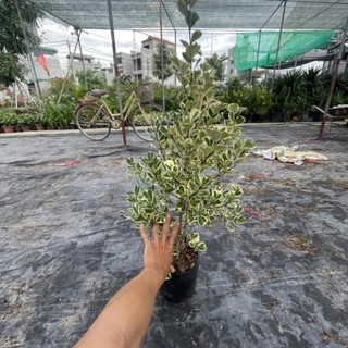 Cây bàng cẩm thạch 41