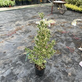 Cây bàng cẩm thạch 41