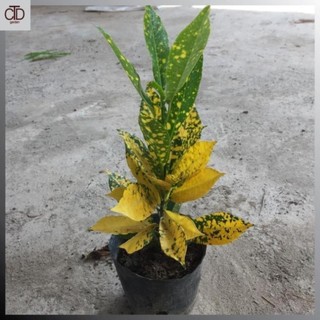 Cây cô tòng,vàng anh cao 20-25cm lá xanh đốm vàng 41
