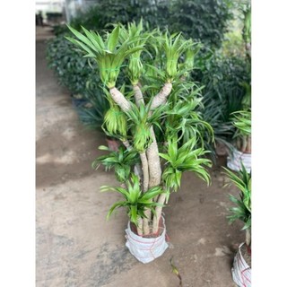 Phát tài núi nhiều thân lá rủ 39