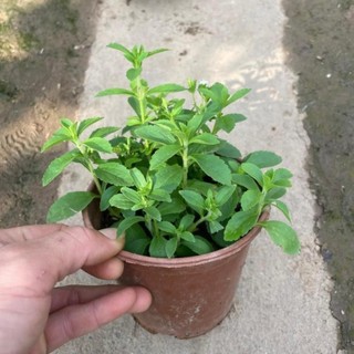 Cây cỏ ngọt 39