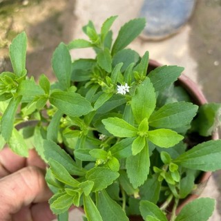Cây cỏ ngọt 39