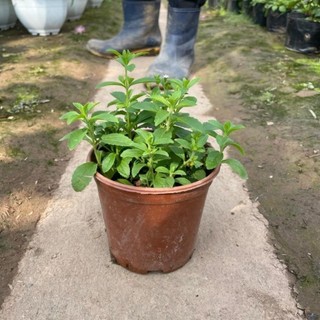 Cây cỏ ngọt 39