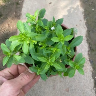 Cây cỏ ngọt 39
