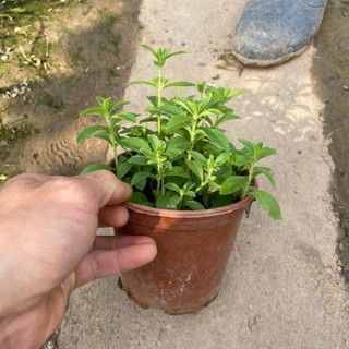 Cây cỏ ngọt 39
