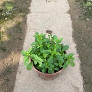 Cây cỏ ngọt 39