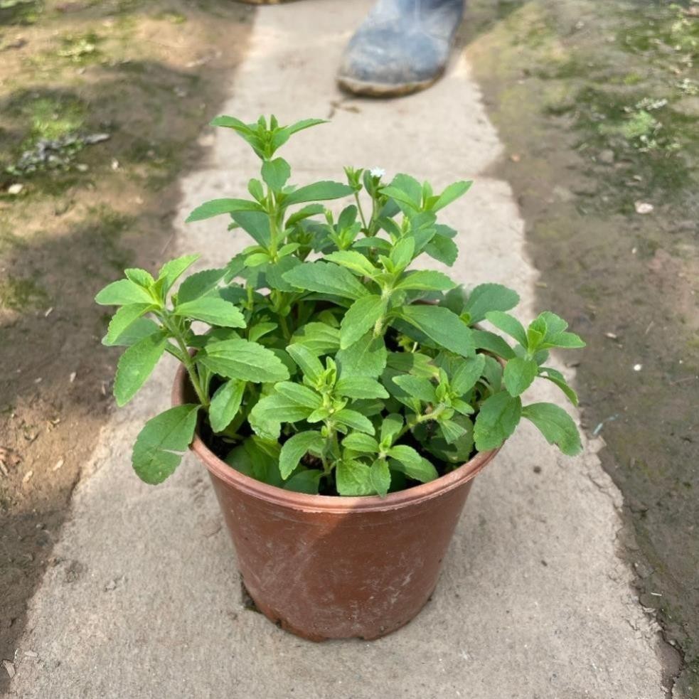 Cây cỏ ngọt 39