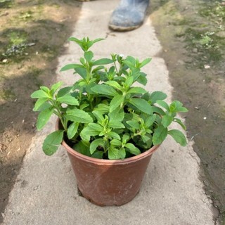 Cây cỏ ngọt 39
