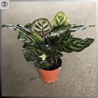 Cây đuôi công đốm mini để bàn, chiều cao cây 20cm lá nhìn bắt mắt cây sum suê 34