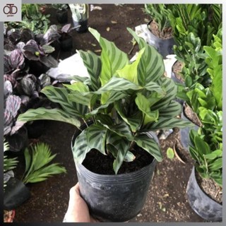 Cây đuôi công xanh , Cao 25cm lá sọc xám, chơi bền. 34
