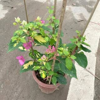 Cây hoa giấy cẩm thạch hoa 2 màu hồng trắng, cây 50-60cm 34