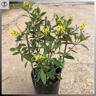Cây hoa kim đồng vàng, Cao 25cm sẵn hoa nở rộ vàng rực rỡ 34