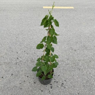 Cây thiên lý leo giàn tường rào dài 55-70cm,trồng leo ban công,hàng rào 34