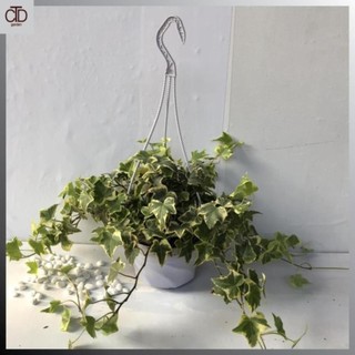 Cây thường xuân leo cẩm thạch chậu treo, Tán cây 50cm 34