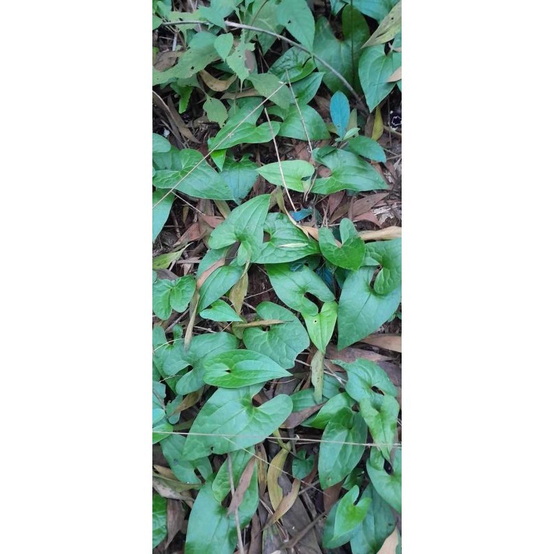 Trầu 1 lá ( trầu tiên Yên Tử)_ khô 1 bó