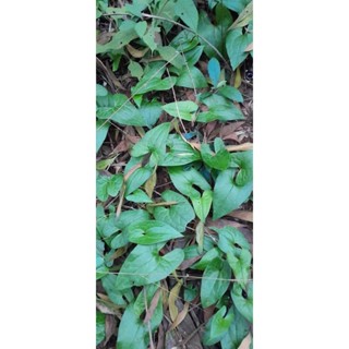 Trầu 1 lá ( trầu tiên Yên Tử)_ khô 1 bó